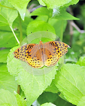 Great Spangled Fritillary Butterfly