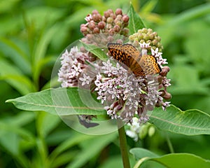 A Great Spangled Fritillary butterfly