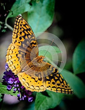 Great spangled fritillary butterfly