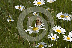 Great Spangled Fritillary Butterfly