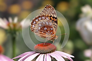 Great Spangled Fritillary Butterfly