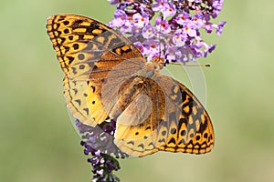 Great Spangled Fritillary Butterfly