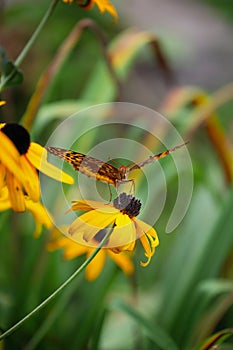 Great Spangled Fritillary Butterfly on a Black Eyed Susan flower blossom