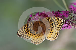 Great-spangled Fritillary on Butterfly Bush