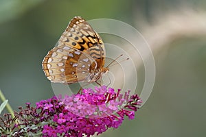 Great-spangled Fritillary on Butterfly Bush photo