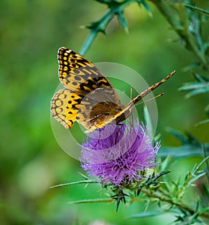 Great Spangled Fritillary Butterfly Feeding on a Bull Thistle