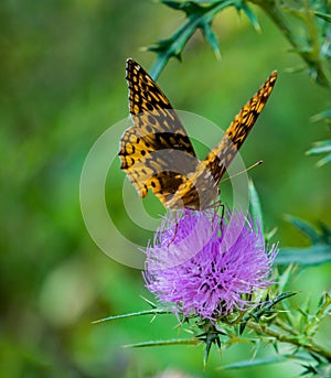 Great Spangled Fritillary Butterfly Feeding on a Bull Thistle