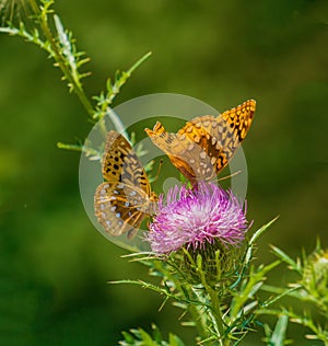 Great Spangled Fritillary Butterfly Feeding on a Bull Thistle