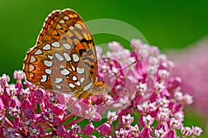 Great Spangled Fritillary Butterfly feeding on pink Milkweed.