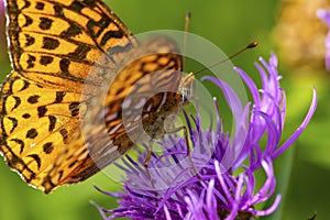 Great spangled fritillary butterfly on knapweed in New Hampshire
