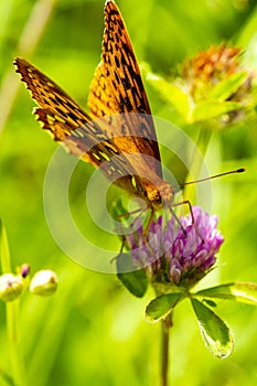 Great spangled fritillary butterfly at Morey Pond in New Hampshire