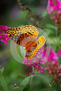 Great Spangled Fritillary Butterfly on a Pink lilac colored Butterfly bush