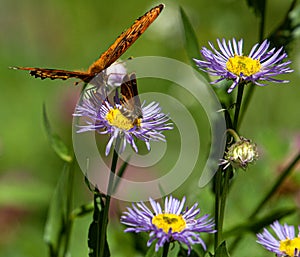 Great Spangled Fritillary Butterfly and Skipper Sipping, and Sharing, Nectar from Purple Flower on Bear Creek Trail, Telluride,