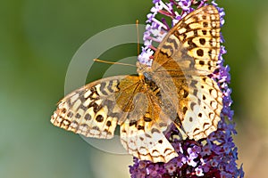 Great Spangled Fritillary Butterfly - Speyeria cybele