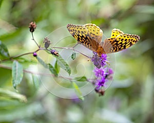 Great Spangled Fritillary Butterfly On Wildflower