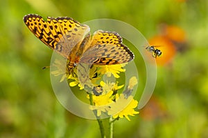 Great spangled fritillary butterfly on a yellow hawkweed, New Hampshire