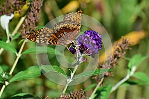 Great Spangled Fritillary Speyeria cybele