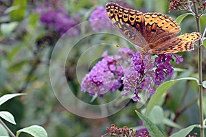 Great Spangled Fritillary (Speyeria cybele) photo