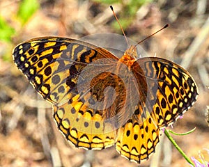 Great Spangled Fritillary