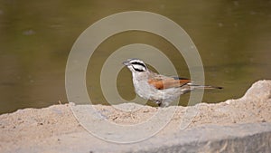 Great sparrow around waterpool