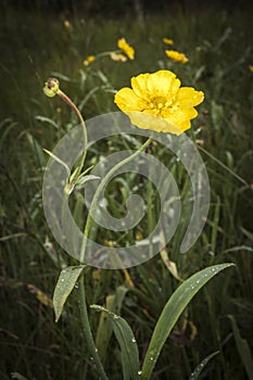 Great Spearwort or Ranunculus lingua . photo