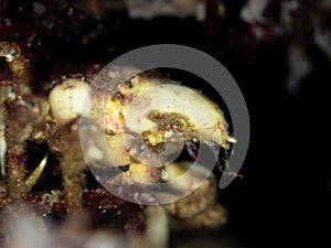 Great spider crab. Loch Carron, Scotland