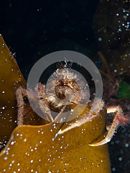 Great spider crab. Loch Carron, Scotland