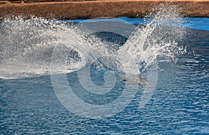 GREAT SPLASH MADE BY PERFORMING DOLPHIN