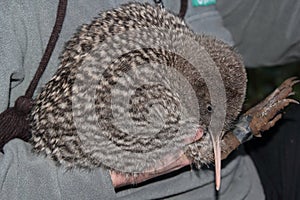 Great Spotted Kiwi - Juvenile