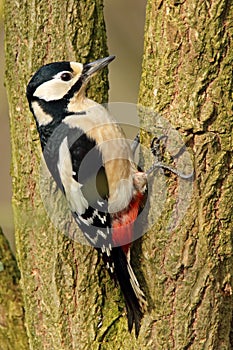 Great Spotted Wodpecker (Dendrocopos Major) climbimg tree looking for food photo