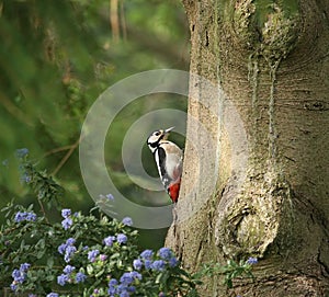 Great Spotted Woodpecker