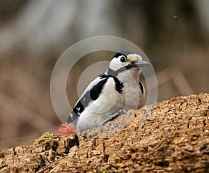 Great Spotted Woodpecker