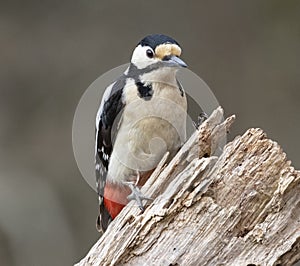 Great Spotted Woodpecker