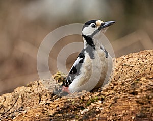 Great Spotted Woodpecker