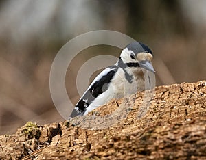 Great Spotted Woodpecker