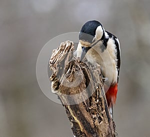 Great Spotted Woodpecker