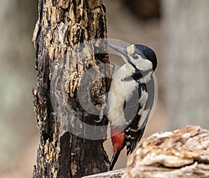 Great Spotted Woodpecker