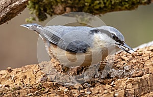 Great Spotted Woodpecker