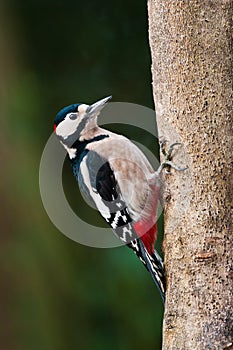 Great Spotted Woodpecker