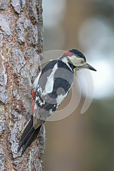 The great spotted woodpecker