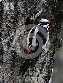 Great Spotted Woodpecker