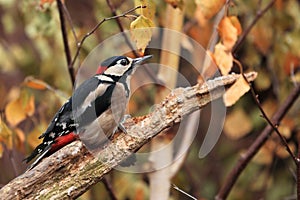 Great Spotted woodpecker