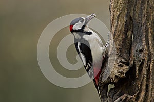 Great spotted woodpecker