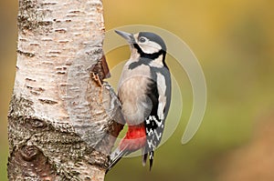 Great Spotted Woodpecker