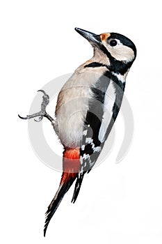 Great Spotted Woodpecker