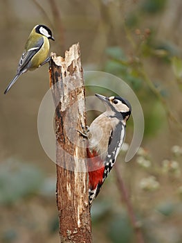 Great Spotted Woodpecker photo
