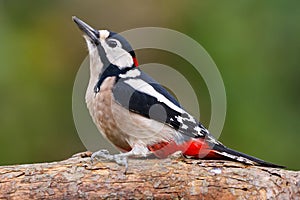 Great Spotted Woodpecker