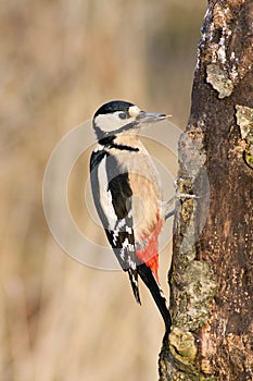 El gran punteado pájaro carpintero 