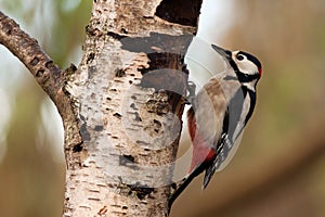 Great spotted woodpecker