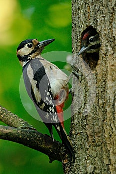 Great Spotted Woodpecker